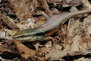Skink: Red-sided Skink
