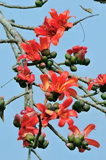 Ceiba: Red Silk-Cotton / Red Cotton Tree