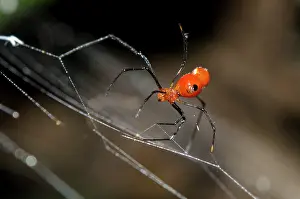 Arachnida: Red Silver Spider