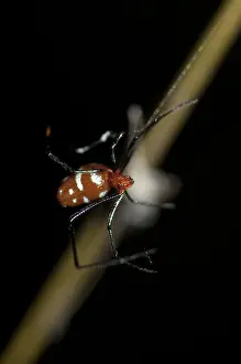 Argyrodes: Red Silver Spider - scavenging at edge of web