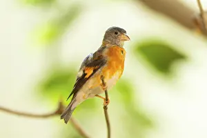 Branches: Red siskin (Spinus cucullatus) sitting on a branch
