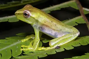 Dendropsophus: Red Skirted Tree Frog