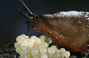 Rufus: Red Slug (Arion rufus) with eggs, Belgium