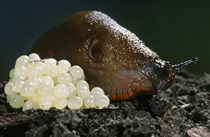 Rufus: Red Slug (Arion rufus) with eggs, Belgium