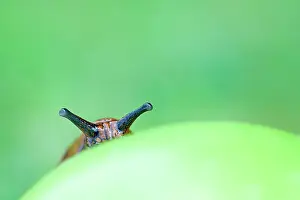 Tentacles: Red Slug - on windfall apple