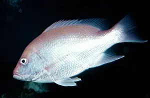 Lutjanus: Red Snapper