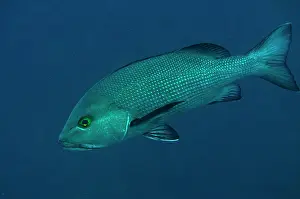 Snapper: Red Snapper