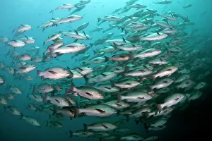 Lutjanus: Red Snapper - school
