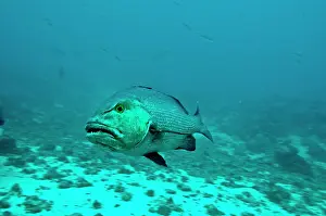 Snappers: Red Snapper - showing teeth