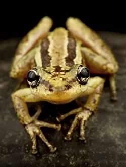 Treefrog: Red snouted treefrog (Scinax ruber), on black background