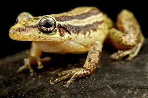 Treefrog: Red snouted treefrog (Scinax ruber), on black background