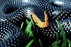 Red-snouted Wolf Snake