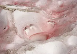 Watermelon: Red Snow / Watermelon Snow - caused by unicellular