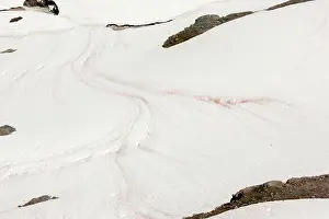Watermelon: Red snow / Watermelon snow, caused by unicellular algae