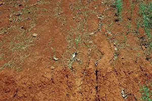 Topsoil: Red soil