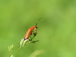 Soldier: Red Soldier Beetle on grass flower