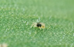 Mites: Red Spider MITE - nymph
