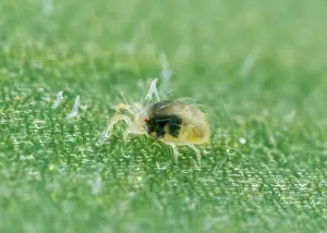 Ailsa Hopkin: Red Spider MITE - nymph