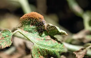 Mites: RED SPIDER MITES