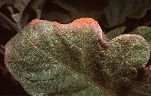 Mite: RED SPIDER MITES - Infestation on Egg Fruit (Brinsal)