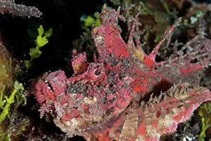 Painful: Red Spiny Devilfish with erect spines Jiko Lemong