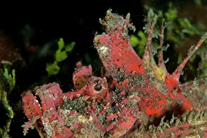 Painful: Red Spiny Devilfish with erect spines Jiko Lemong