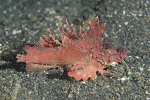 Ambush: Red Spiny Devilfish - walking with modfied pectoral