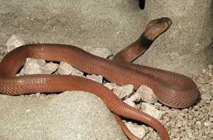 Pallida: Red Spitting Cobra
