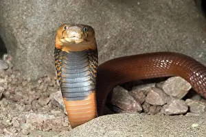 Pallida: Red Spitting Cobra