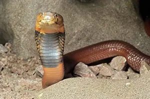 Pallida: Red Spitting Cobra
