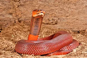 Pallida: Red Spitting Cobra, Naja mossambica pallida