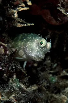 Blennies: Red-spotted blenny, Salarias segmentatus, Walindi, West New