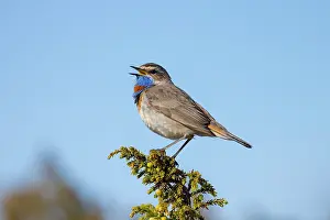 Singing: Red-spotted Blue-throat
