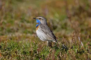 Singing: Red-spotted Blue-throat