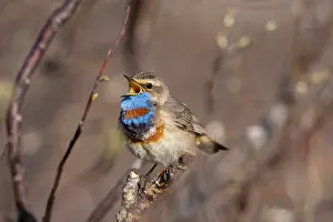 Singing: Red-spotted Blue-throat