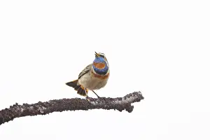 Singing: Red-spotted Blue-throat
