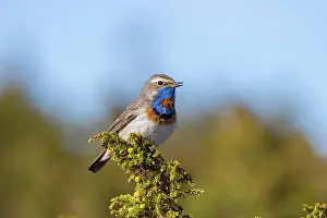 Singing: Red-spotted Blue-throat