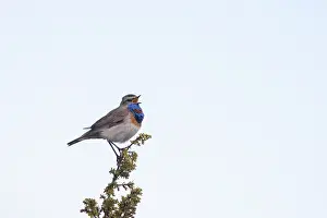 Singing: Red-spotted Blue-throat