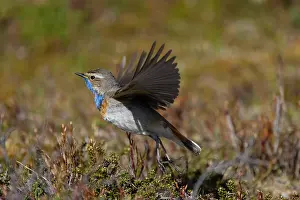 Singing: Red-spotted Blue-throat