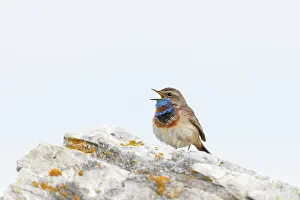 Singing: Red-spotted Blue-throat