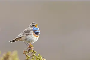 Singing: Red-spotted Blue-throat