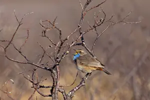 Singing: Red-spotted Blue-throat