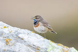 Singing: Red-spotted Blue-throat
