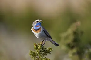 Singing: Red-spotted Blue-throat