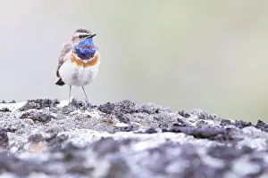 Luscinia: Red-spotted Bluethroat (Luscinia svecica svecic
