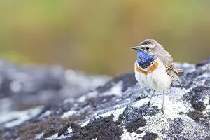 Luscinia: Red-spotted Bluethroat (Luscinia svecica svecic