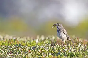 Luscinia: Red-spotted Bluethroat (Luscinia svecica svecic