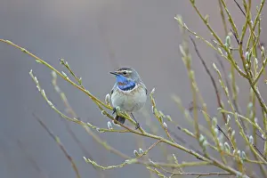 Bluethroats: Red-spotted Bluethroat singing male