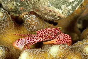 Shellfishes: Red Spotted Coral Crab