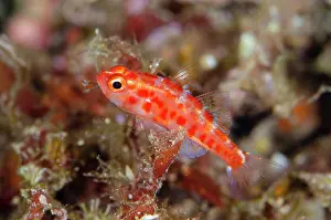 Trimma: Red-spotted Dwarfgoby